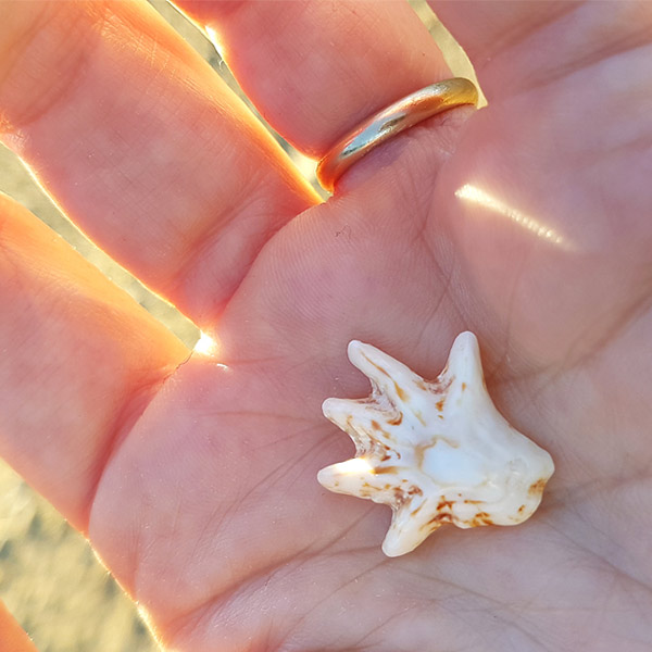Tiny hand-shaped shell held in woman's palm