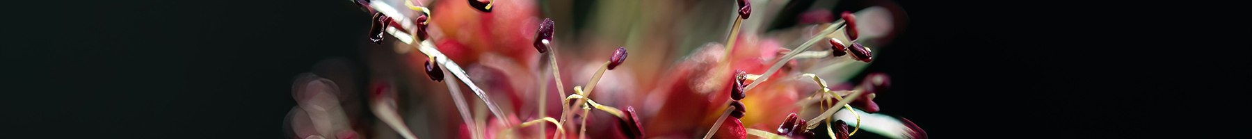 red maple blossoms