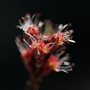 red maple blossoms