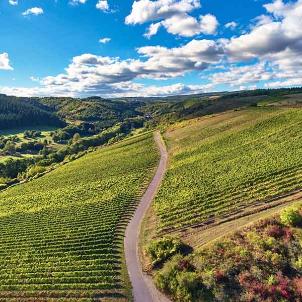 Vineyards and forests of the Dalburg family
