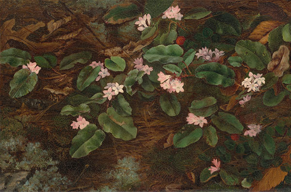 Fidelia Bridges, Trailing Arbutus, 1863