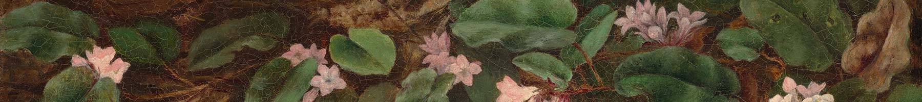 Fidelia Bridges, Trailing Arbutus, 1863