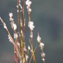 Broomsedge