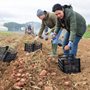 young people harvesting potatoes in a field