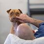 an inmate and a dog