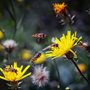 hoverflies and yellow flowers