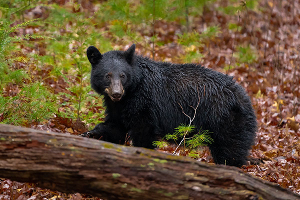 a black bear by a log