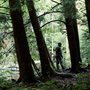 a bow hunter in a forest