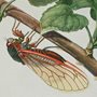 illustration of a cicada on a branch