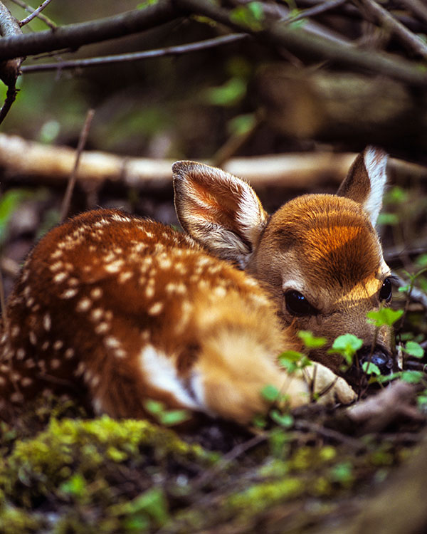 a fawn in the woods
