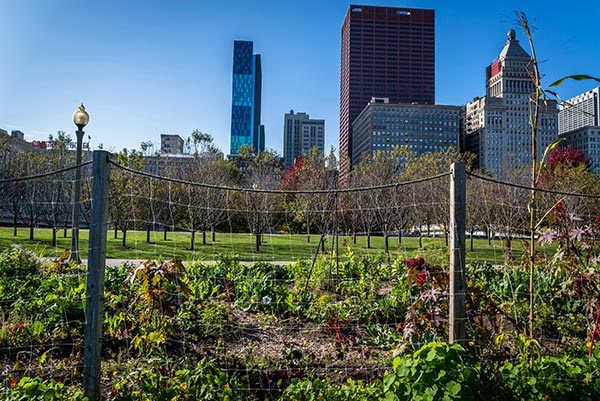 an urban farm in Chicago