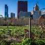 an urban farm in Chicago