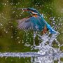 a kingfisher catching a fish