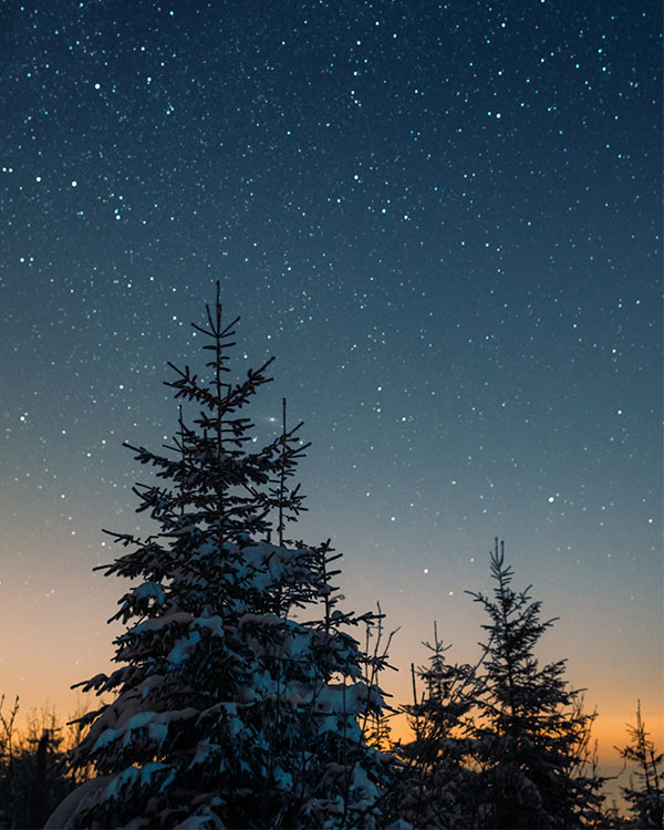 silhouettes of Christmas trees against a starlit sky