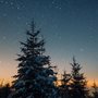 silhouettes of Christmas trees against a starlit sky