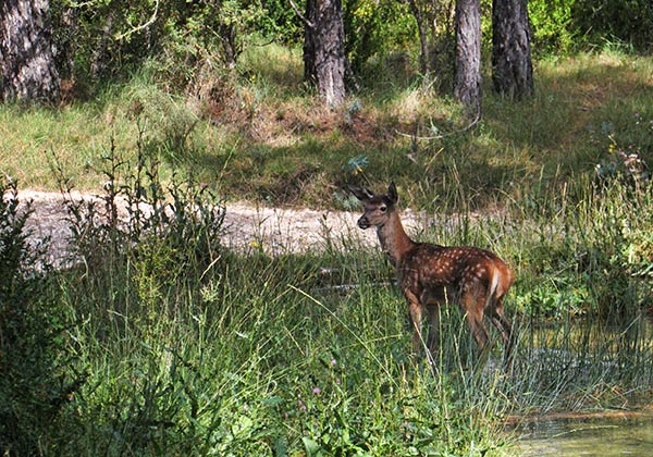 a deer standing in shallow water