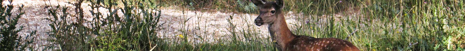 a deer standing in grass