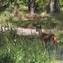 a deer standing in shallow water