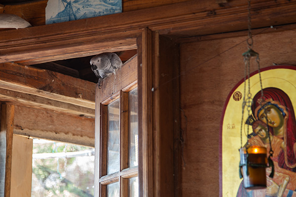 a parrot perched near a religious icon