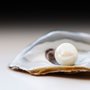 Studio photo of pearl in oyster