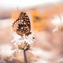 butterfly on a flower