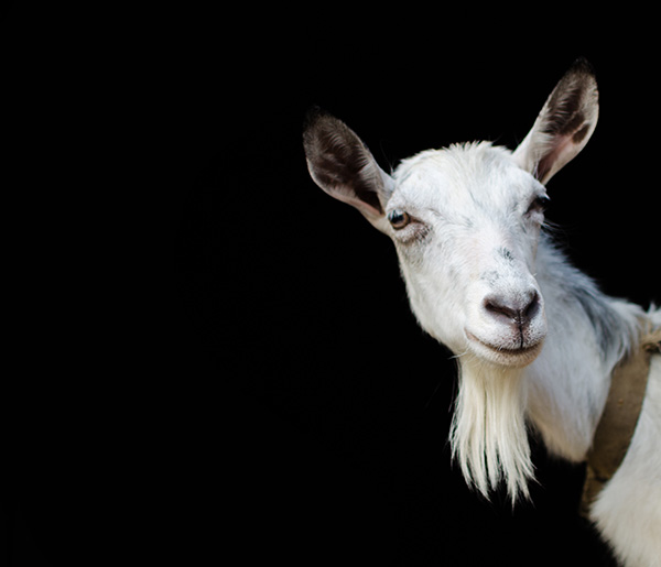 goat