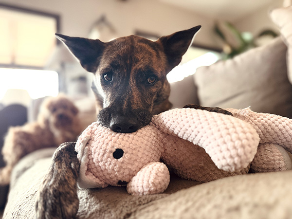a dog playing with a toy