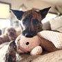 a dog playing with a toy