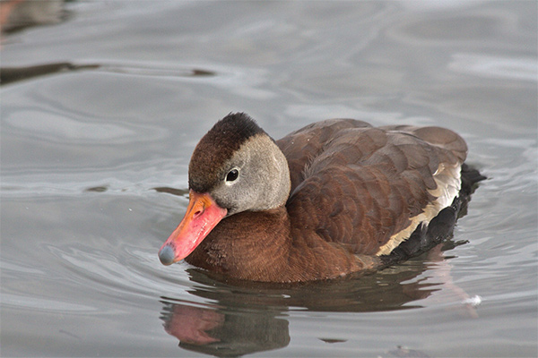 Black-bellied Whistling-Duck