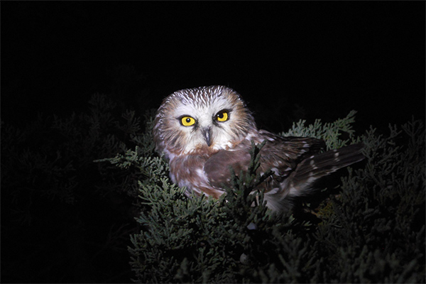 Northern Saw-whet Owl