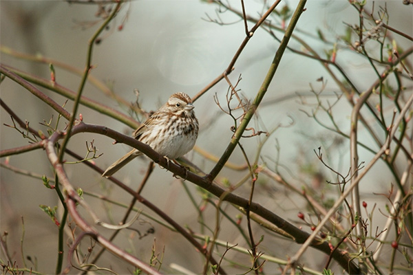 Song Sparrow