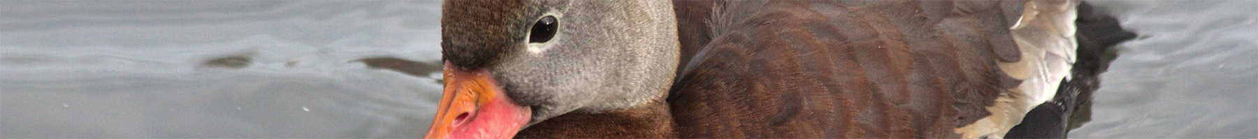 Black-bellied Whistling-Duck