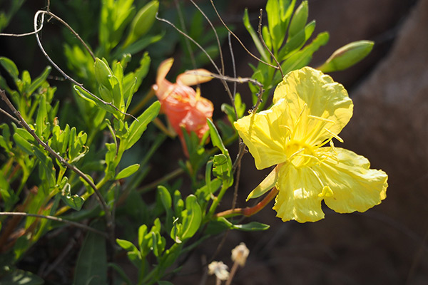 yellow desert flower