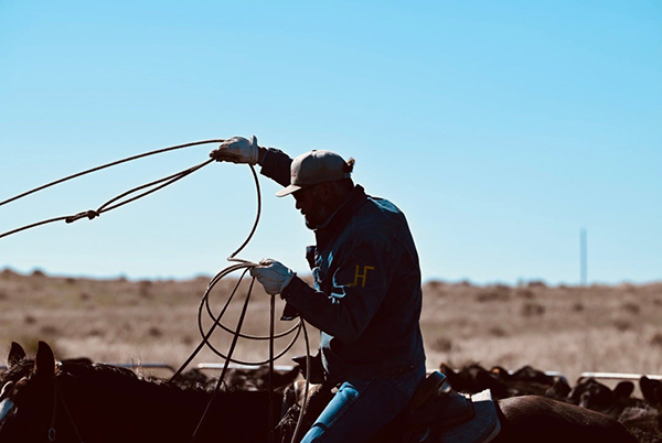 a man on a horse roping cattle