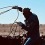a man on a horse roping cattle
