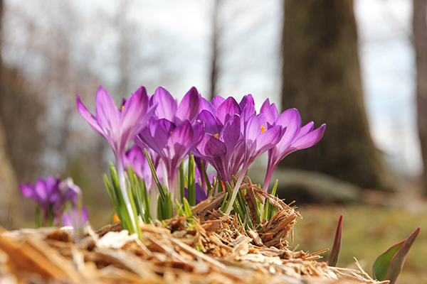 purple crocuses
