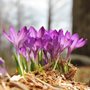 purple crocuses