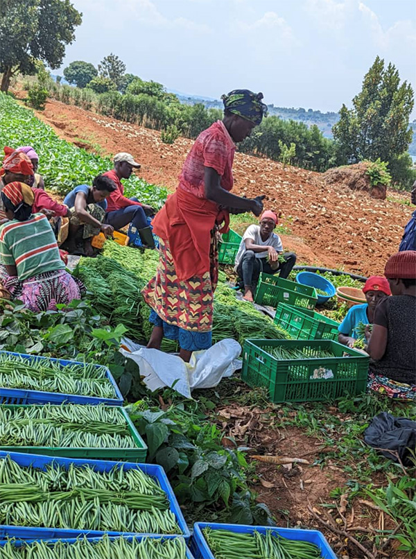 Harvesting beans on the author’s farm in Rwanda