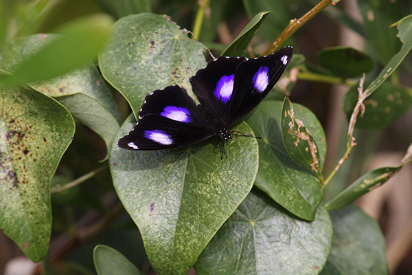 a black and purple butterfly on a leaf