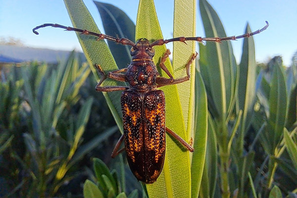 a brown beetle on a green leaf