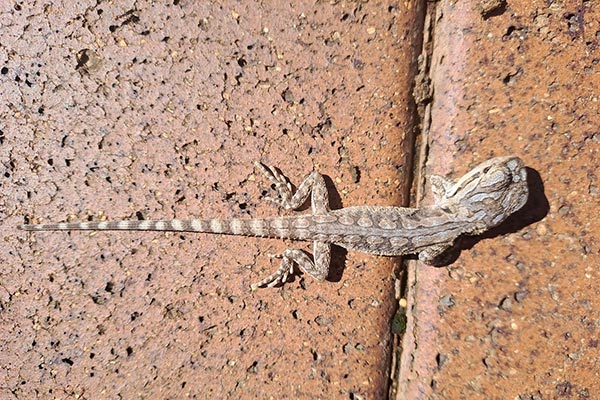 a lizard on a brick