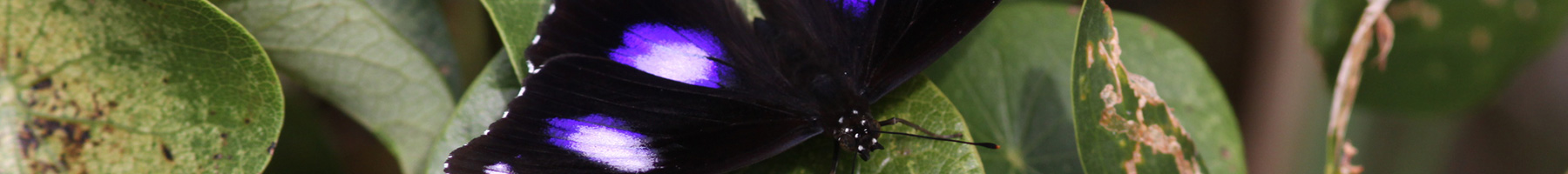 a purple and black butterfly on a green leaf