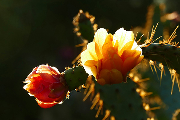 cactus flower in sunlight