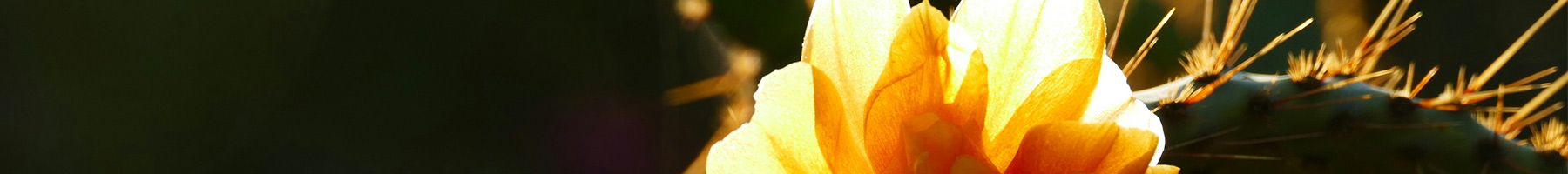 cactus flower in sunlight