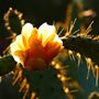 cactus flower in sunlight