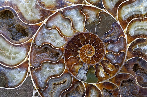petrified ammonite shell