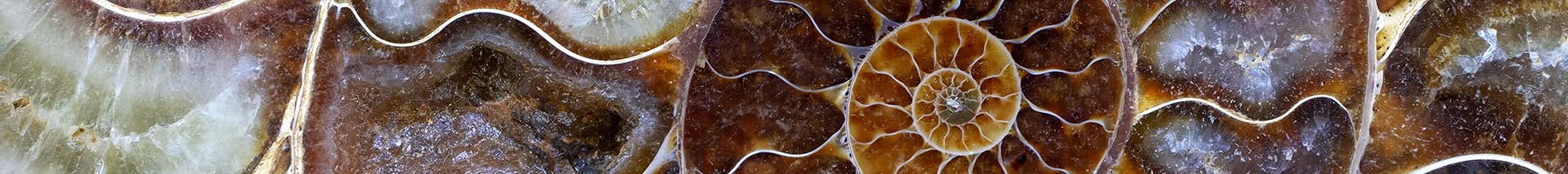 petrified ammonite shell