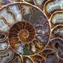 petrified ammonite shell
