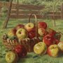 basket of apples in an orchard