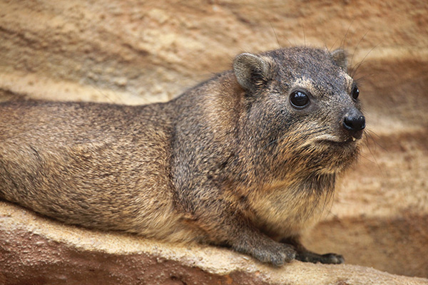 Rock badger